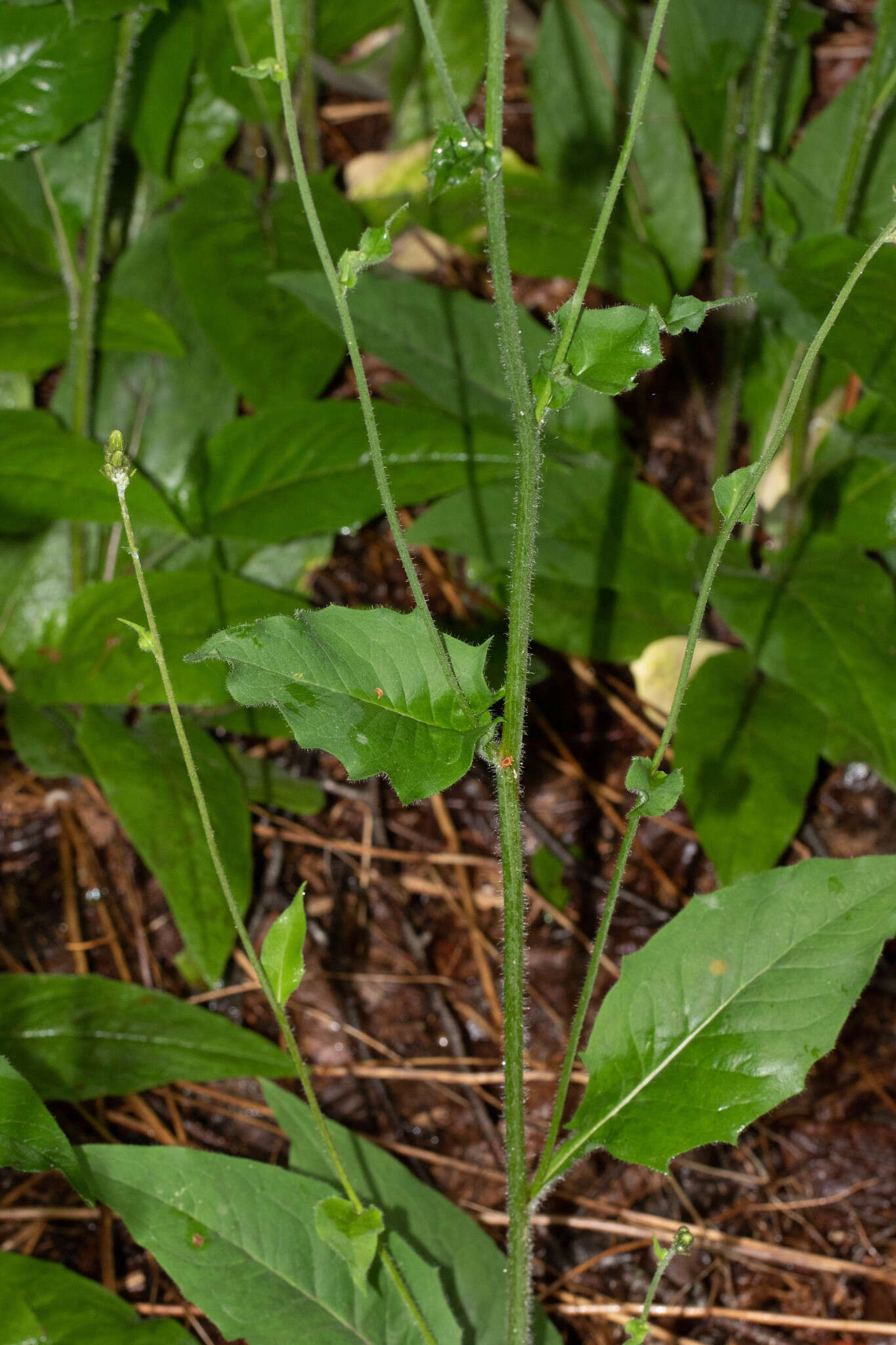 Image of Hieracium lachenalii subsp. lachenalii