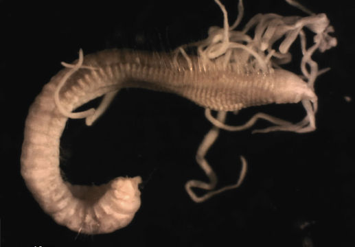 Image of Aphelochaeta