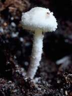 Image of Cystolepiota hetieri (Boud.) Singer 1973