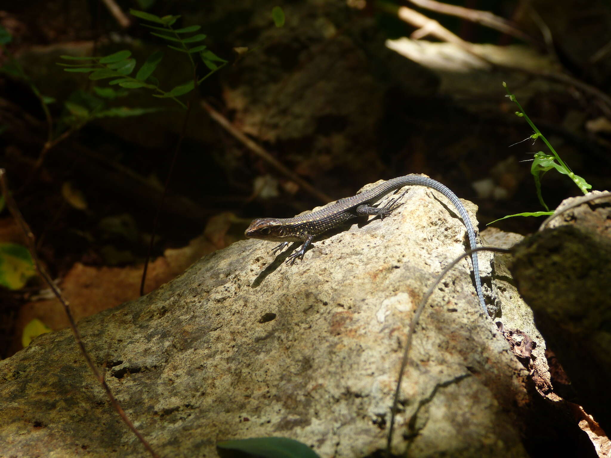 Image of Zonosaurus tsingy Raselimanana, Raxworthy & Nussbaum 2000