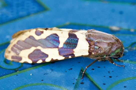 Image of Chalcidica pallescens