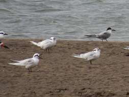 Image of Snowy-crowned Tern