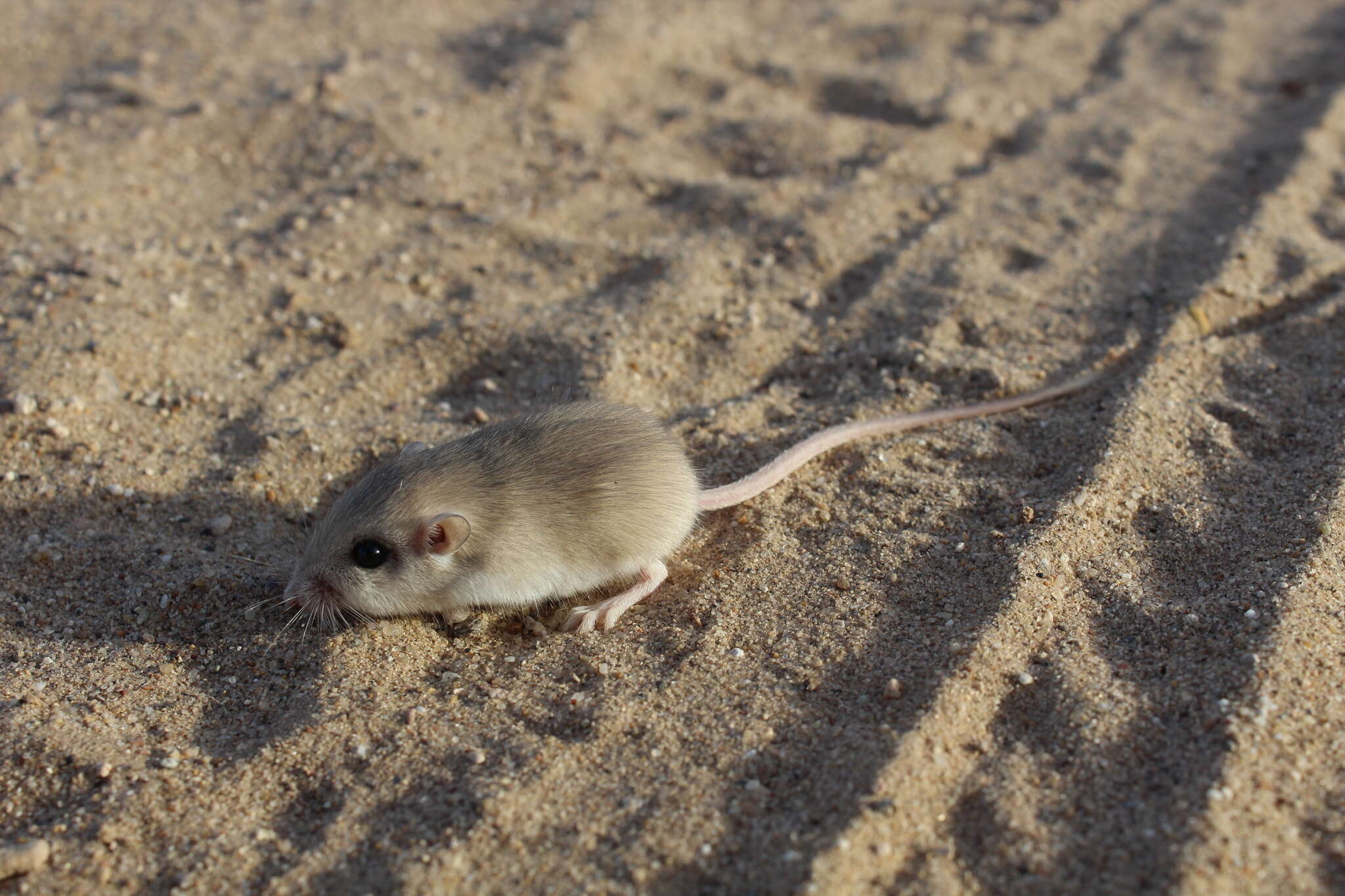 Image of Little Pocket Mouse