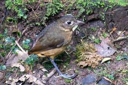 Image of Plain-backed Antpitta