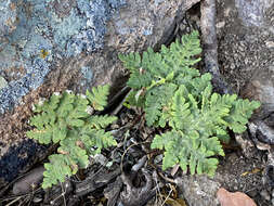 Image of Maxon's goldback fern