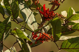 Image of Erythrina senegalensis DC.