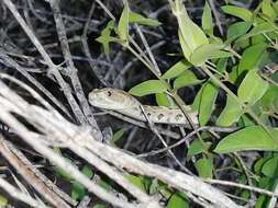 Image of Santa Catalina Island Rattlesnake