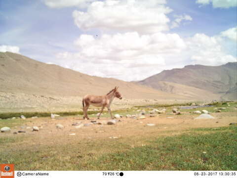 Image of Kiang