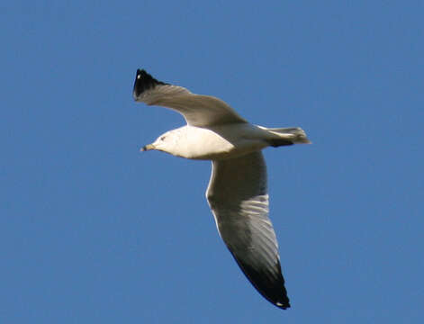 Image of Ring-billed Gull