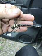 Image of Twin-Spotted Spiketail