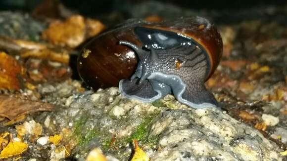 Image of Powelliphanta superba (Powell 1930)