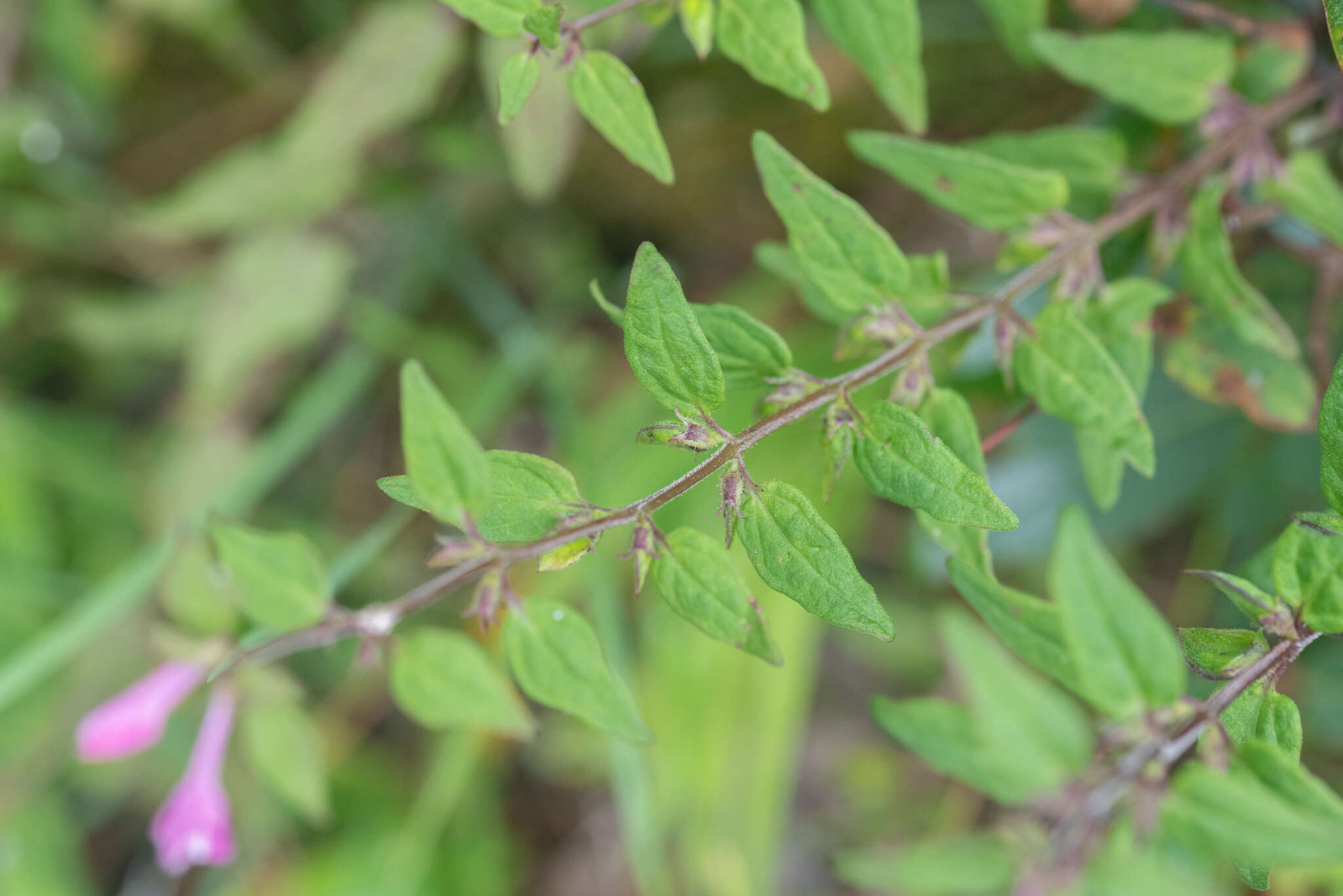 Image of Melampyrum klebelsbergianum Soó