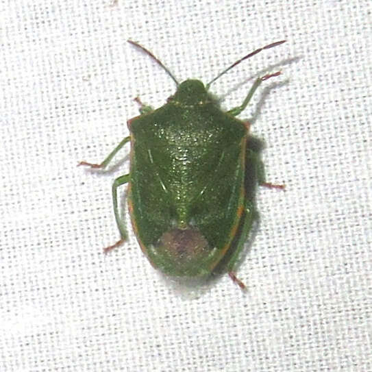 Image of Red-shouldered Stink Bug