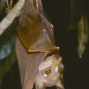 Image of Pohle's fruit bat