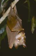 Image of Pohle's fruit bat