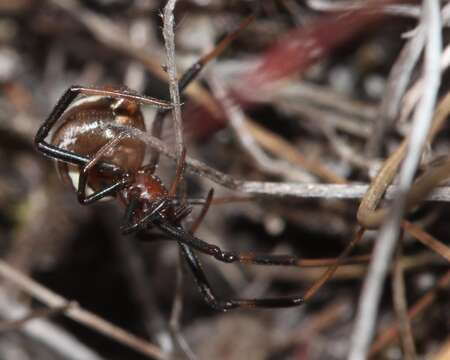 Latrodectus renivulvatus Dahl 1902的圖片