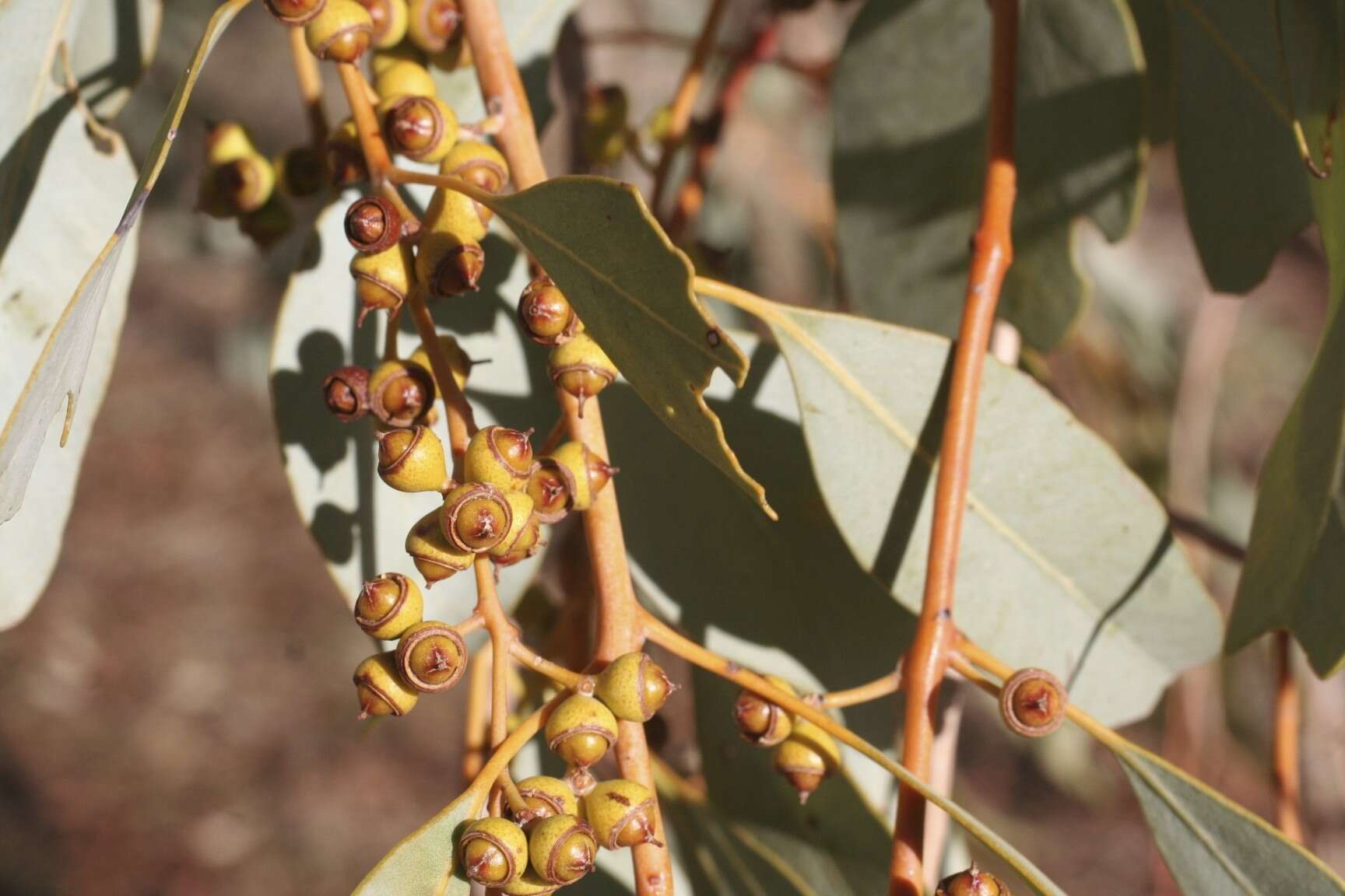 Image of Eucalyptus leucophloia M. I. H. Brooker