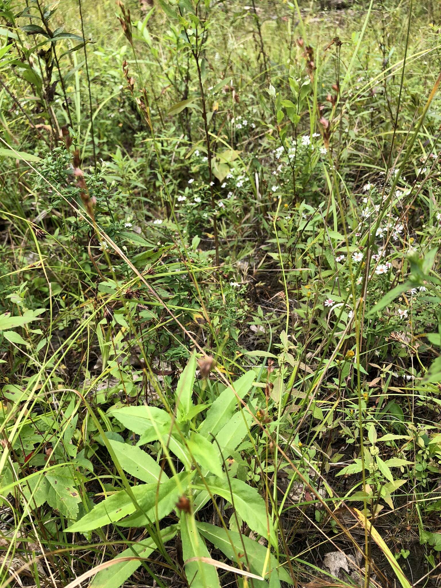 Image of Narrow-Panicle Rush