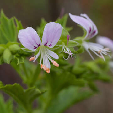 Imagem de Pelargonium ribifolium Jacq.