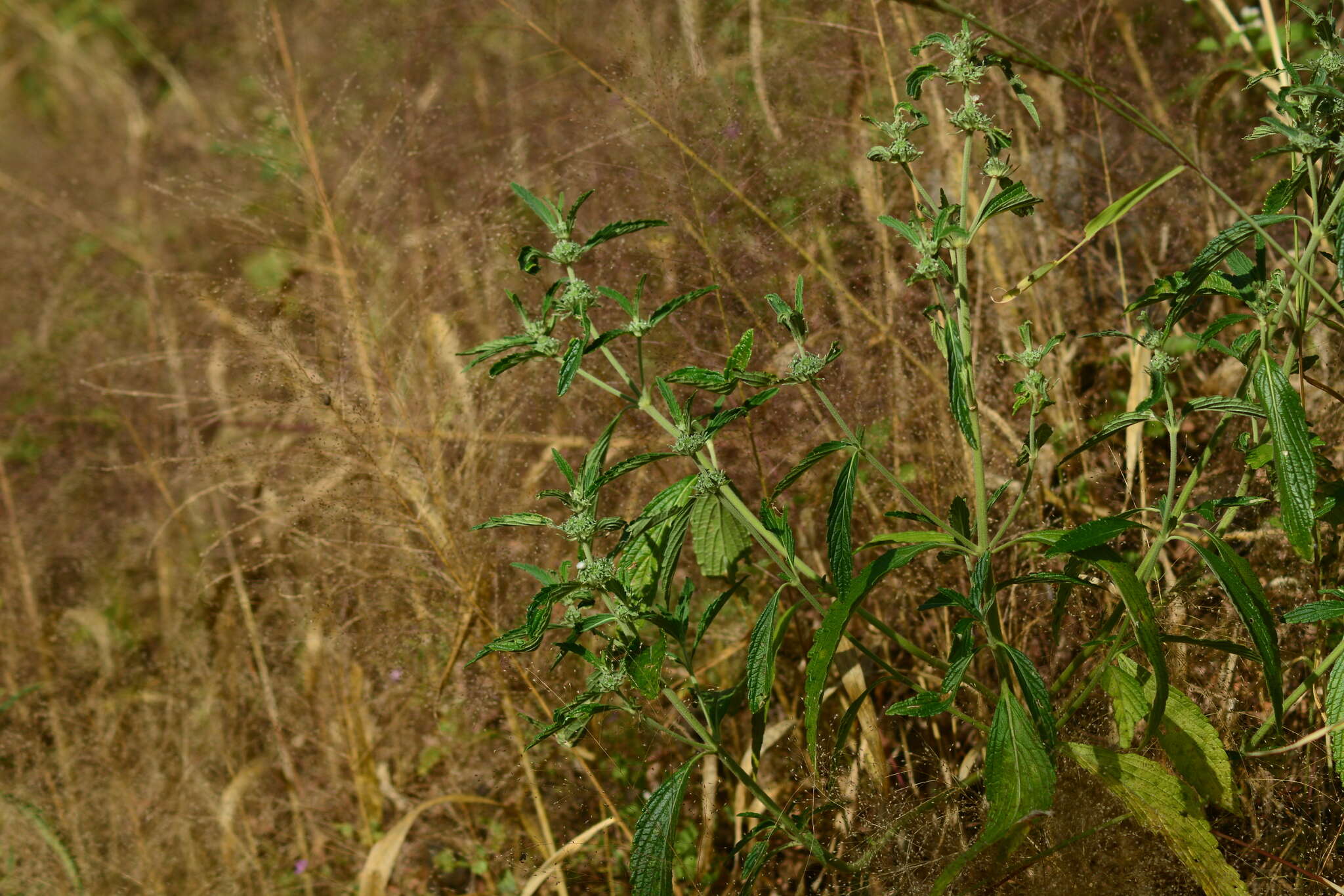 Image of Leucas stelligera Wall. ex Benth.