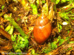 Image of Bocourtia aequatoria (L. Pfeiffer 1853)