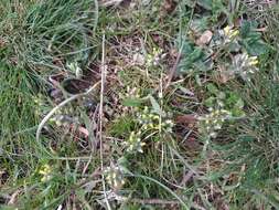 Слика од Alyssum umbellatum Desv.