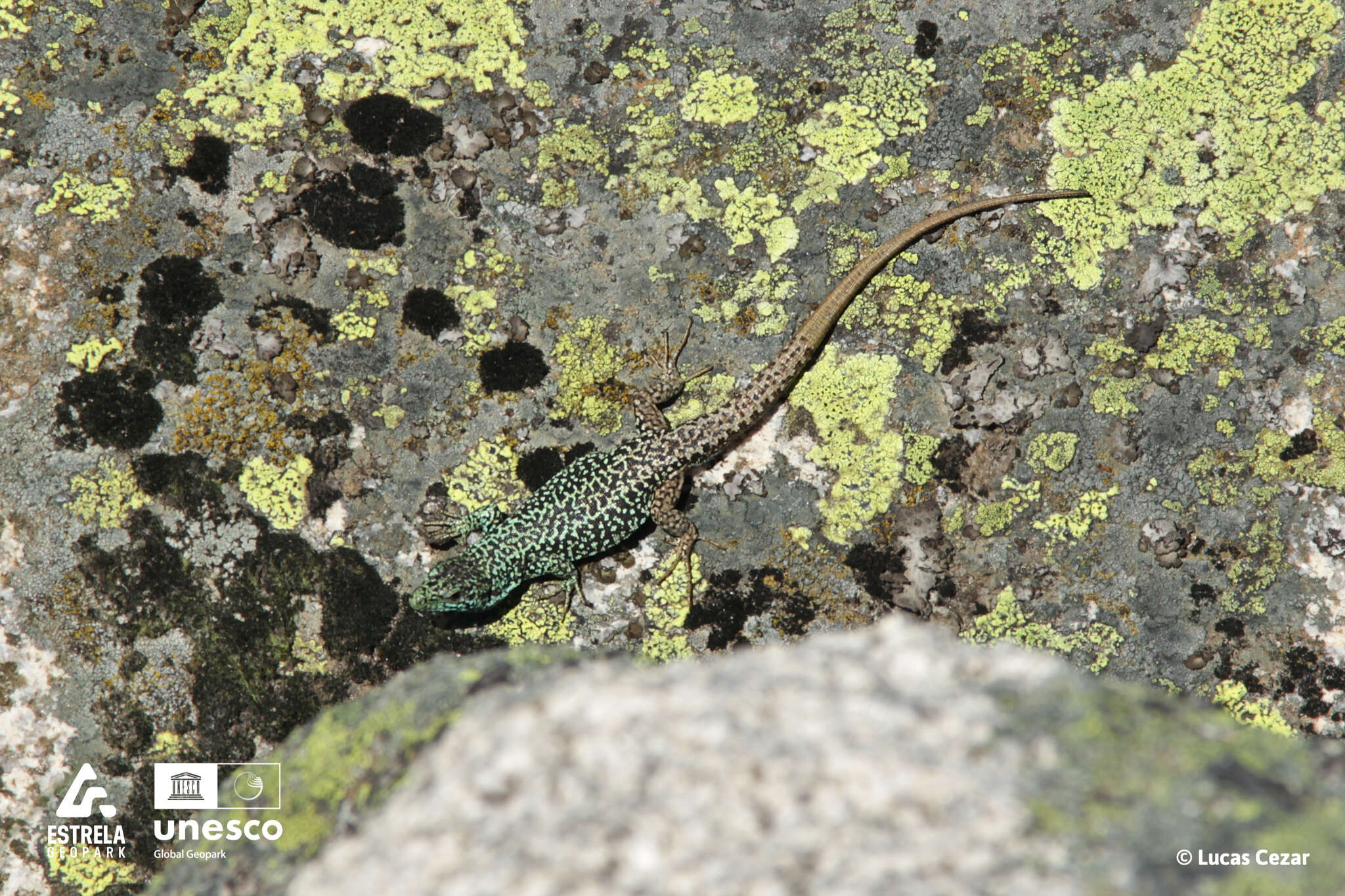 Image of Iberolacerta monticola monticola (Boulenger 1905)