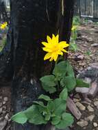 Image of heartleaf arnica