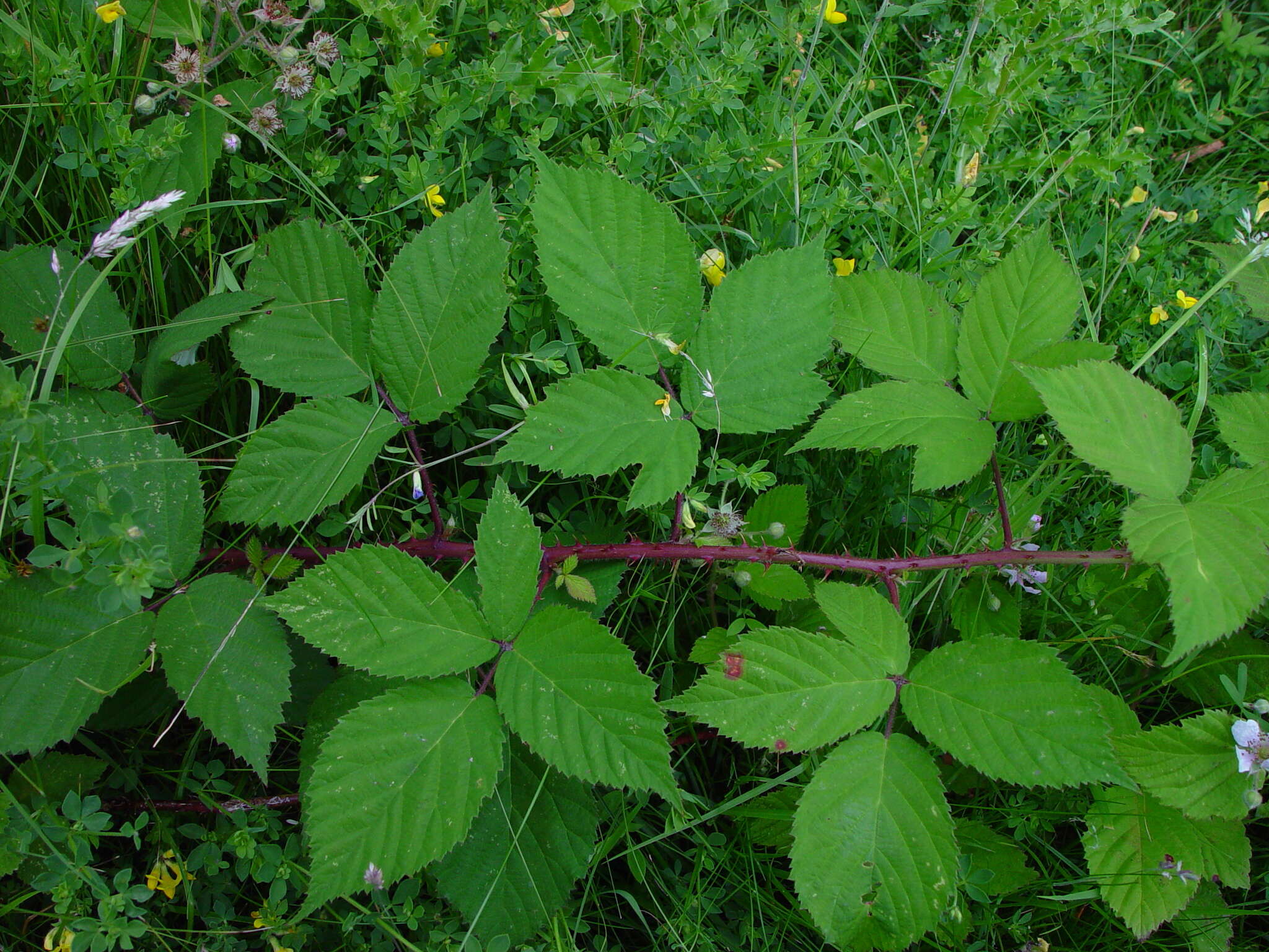 Image of Rubus sprengelii Weihe