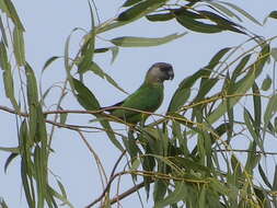 Image of Senegal Parrot