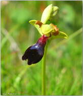 صورة Ophrys atlantica Munby