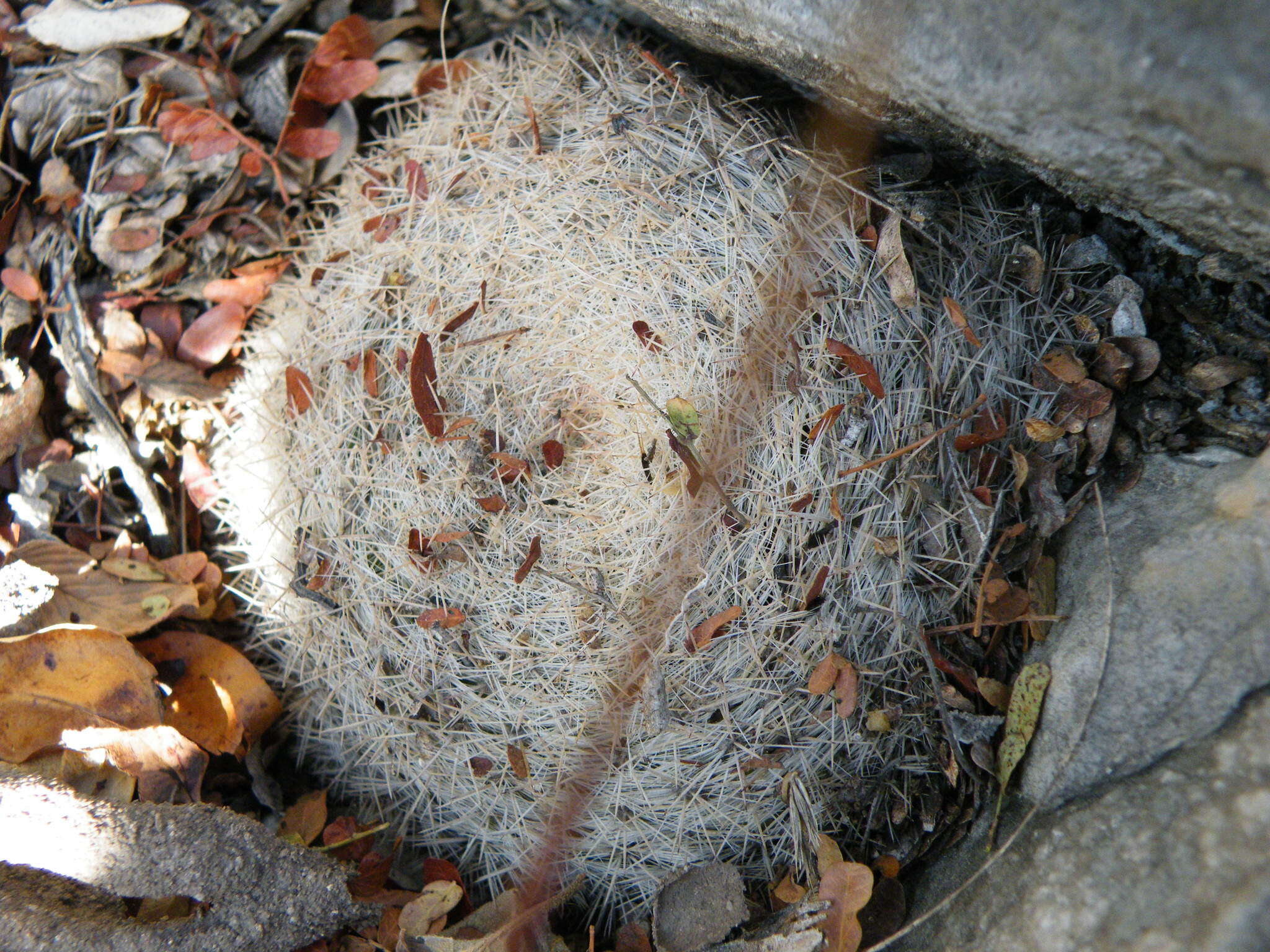 Image of Mammillaria candida Scheidw.