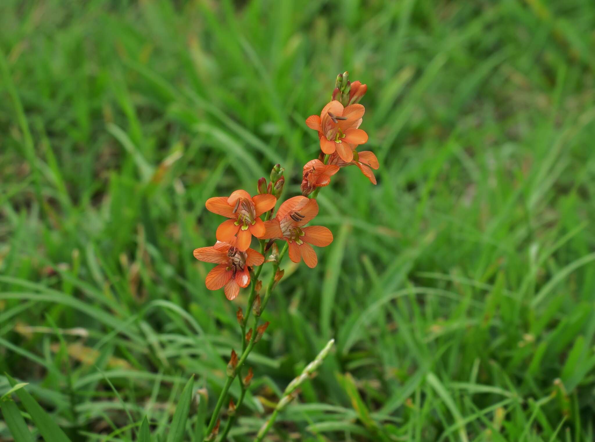 Image of Tritonia laxifolia (Klatt) Baker