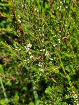 Слика од Baeckea frutescens L.