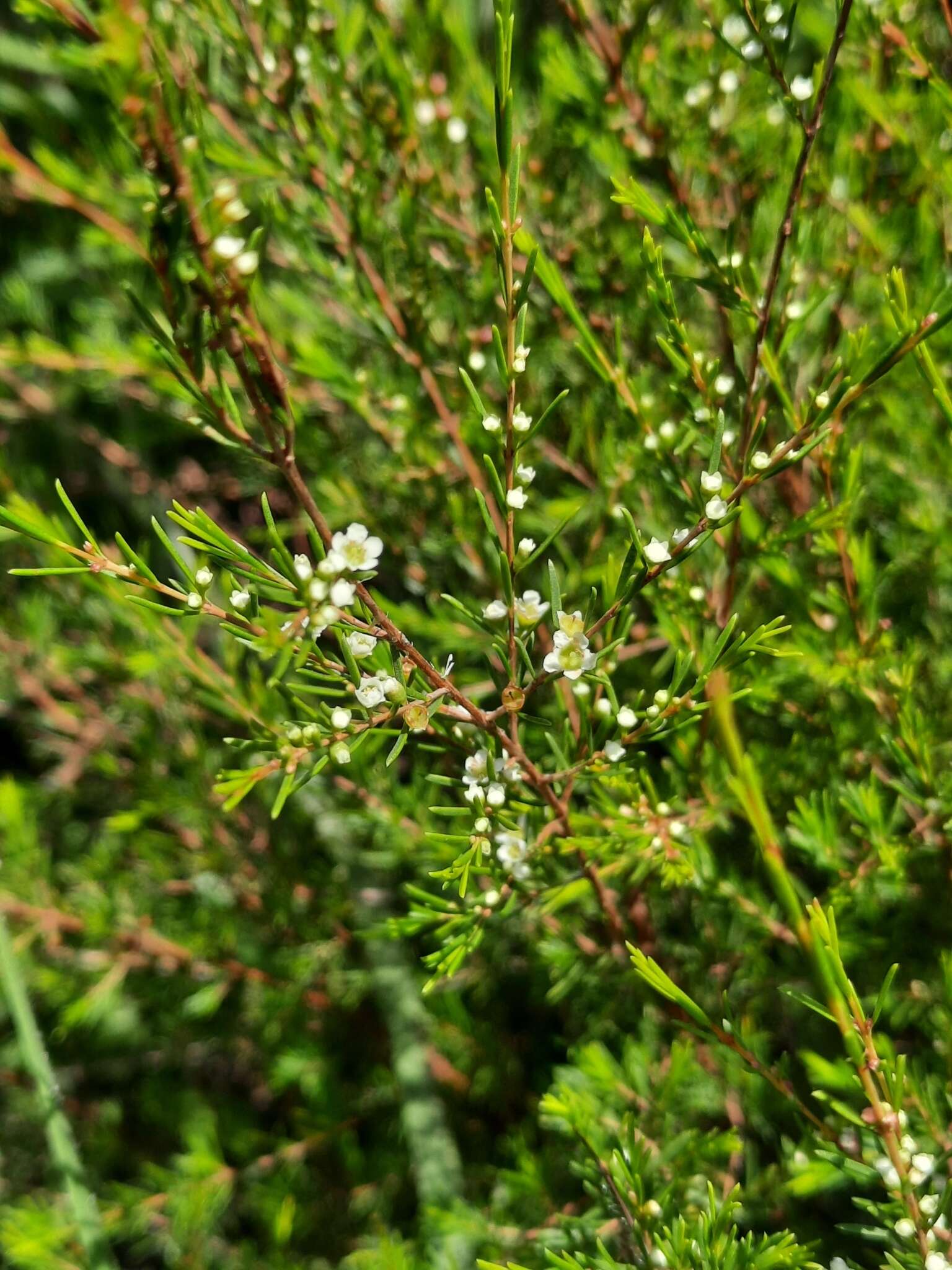 Baeckea frutescens L. resmi