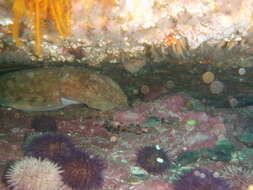 Image of Patchwork Cuttlefish