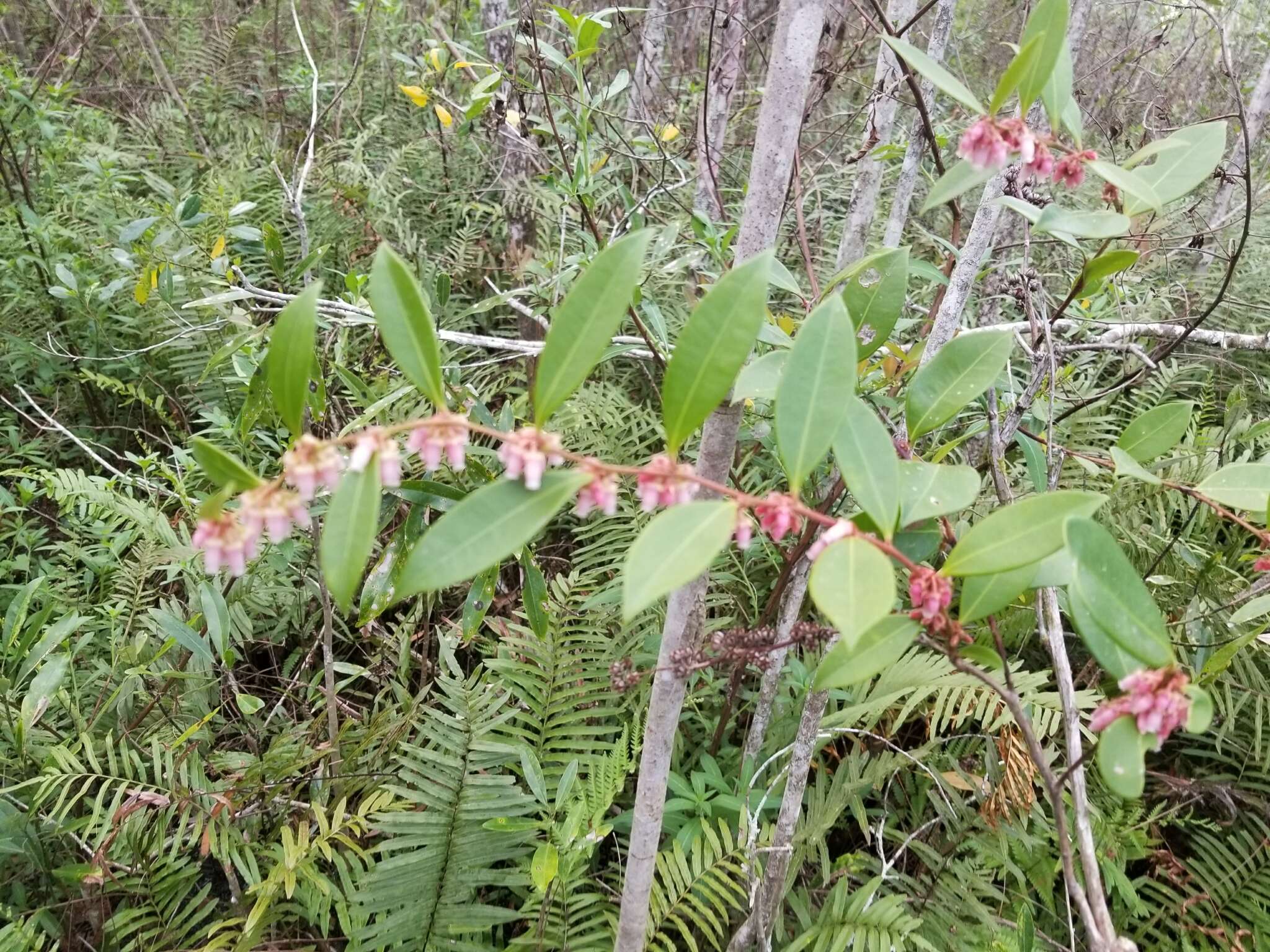 Lyonia lucida (Lam.) C. Koch resmi