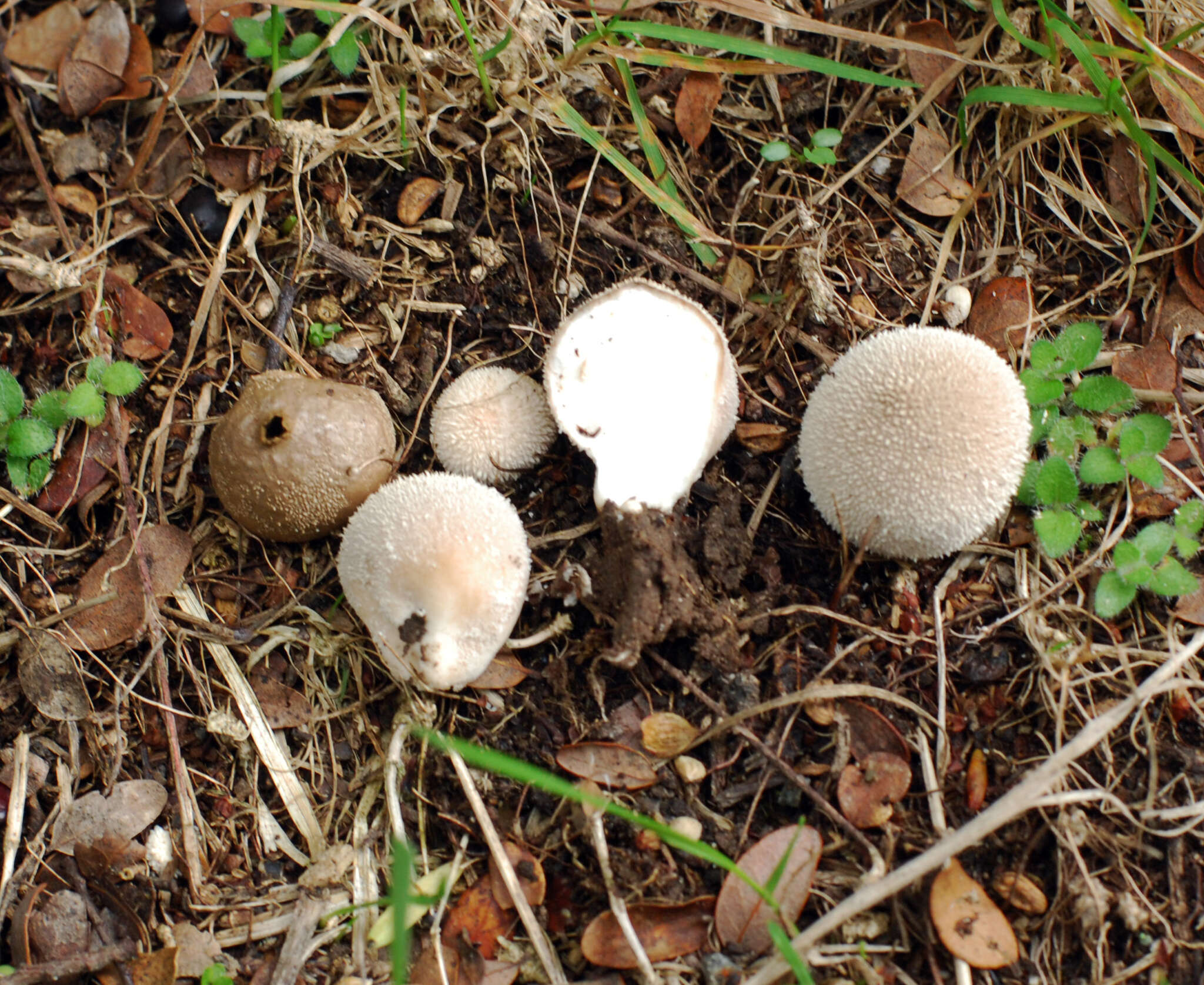 Imagem de Lycoperdon glabrescens Berk. 1859