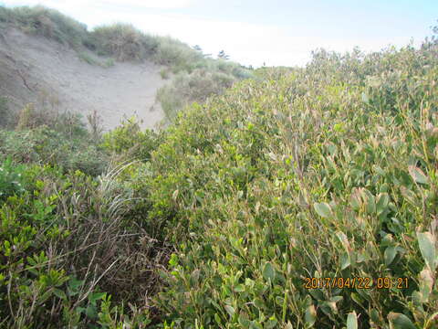 Image of Sydney golden wattle