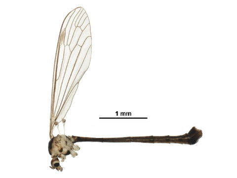 Image of <i>Cylindrotoma distinctissima</i> (Meigen 1818)