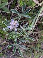 Image of Lupinus multiflorus Desr.