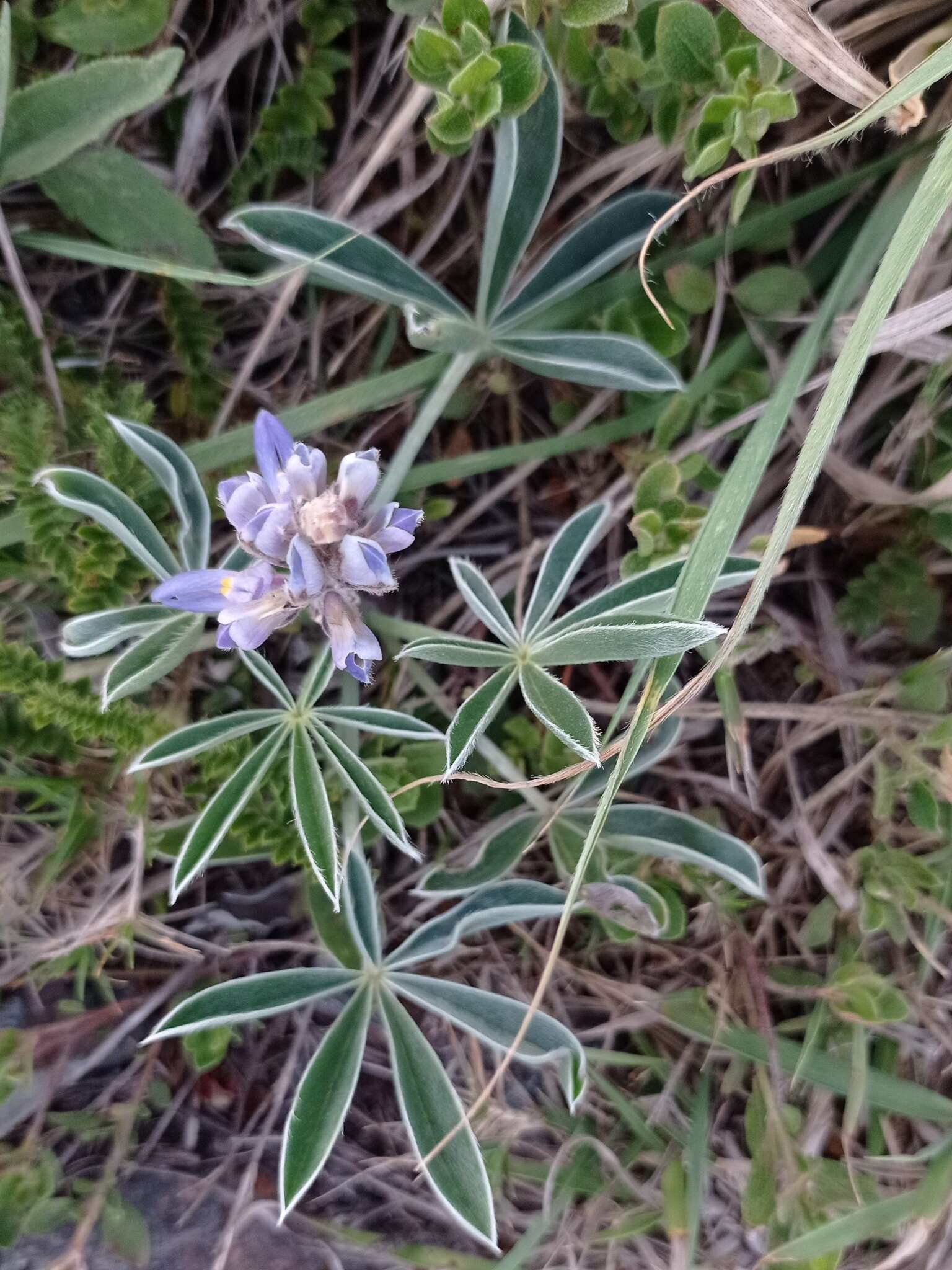 Image of Lupinus multiflorus Desr.