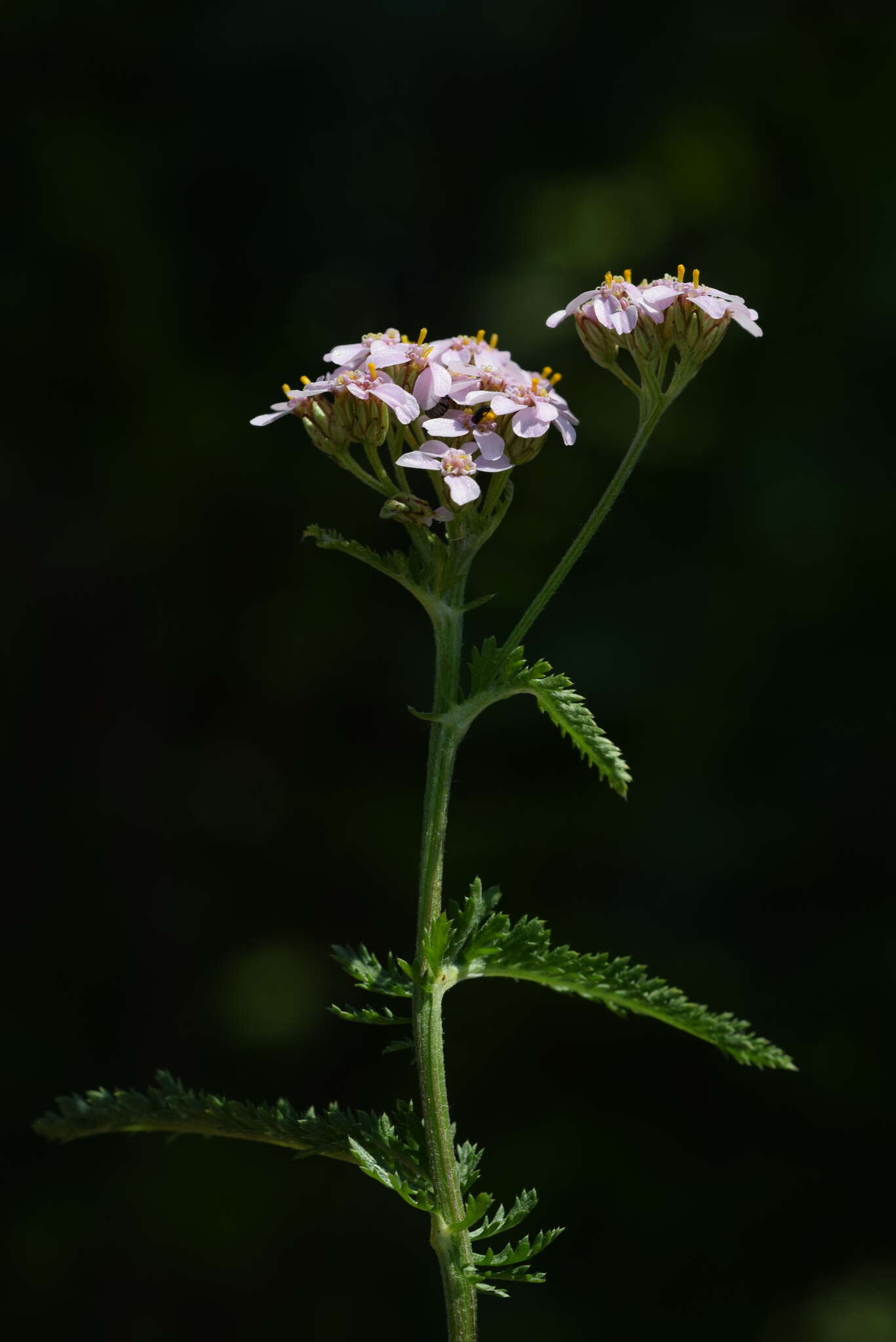 Achillea roseo-alba Ehrend. resmi