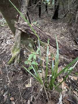 Image of Libertia grandiflora (R. Br.) Sweet