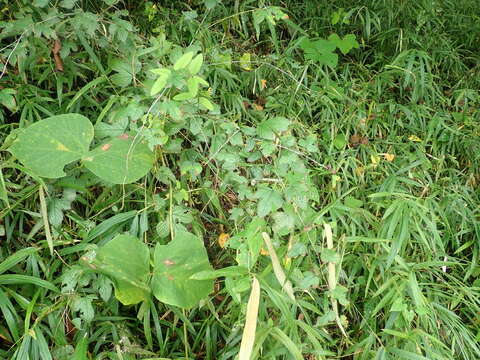 Image of Rubus microphyllus L. fil.