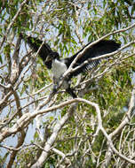 Image of Dwarf cormorants