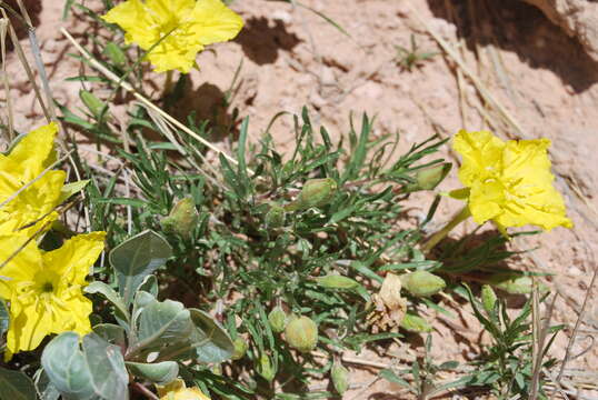 Image of Oenothera lavandulifolia Torr. & Gray