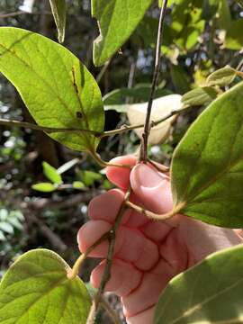 Image of Pachygone ovata (Poir.) J. D. Hook. & Thompson