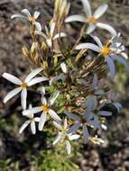 Olearia erubescens (Spreng.) Dippel resmi