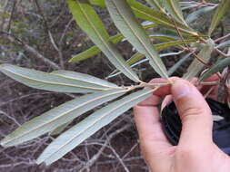 Image of Salix salviifolia Brot.